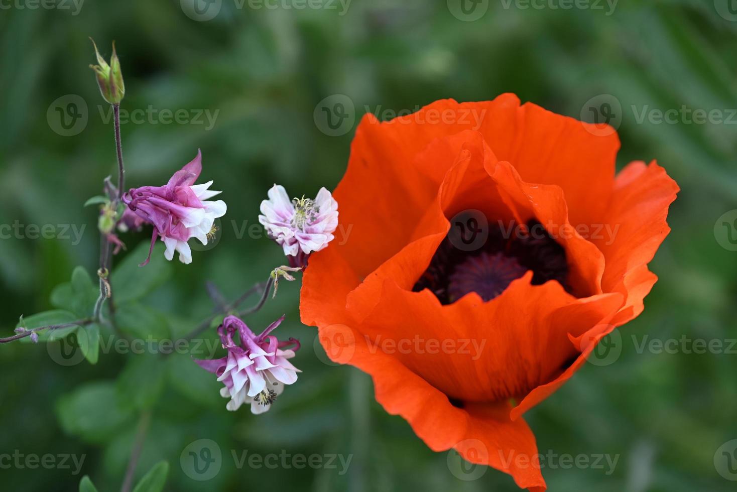 Red poppy blossom next to a columbine as a close up photo