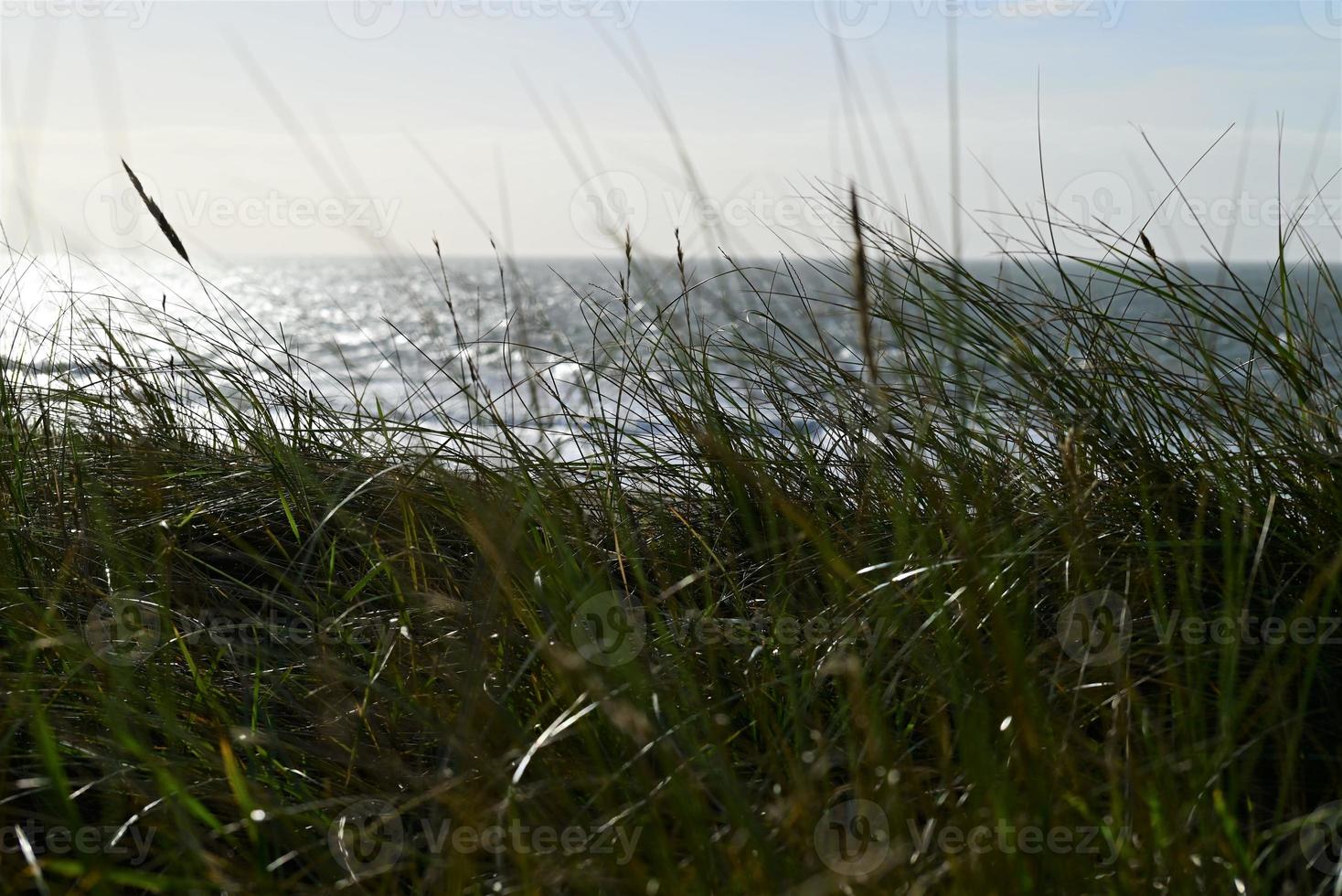 Beach grasses as a closeup against the ocean photo