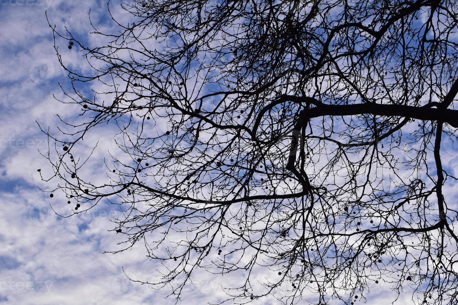Bare plane tree branches from below against a sky with white clouds photo