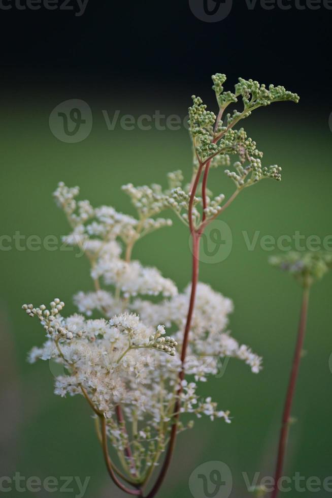 White flowering plant against a green meadow photo