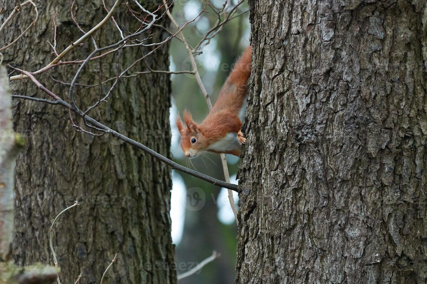 One red squirrel climbs on an oak tree photo