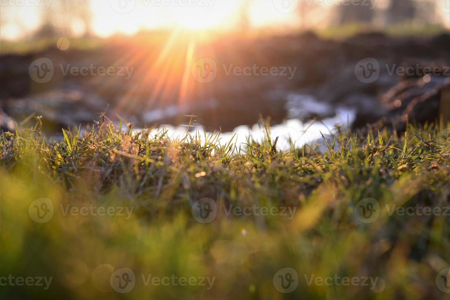 Close up of green grass and a puddle at sunset photo