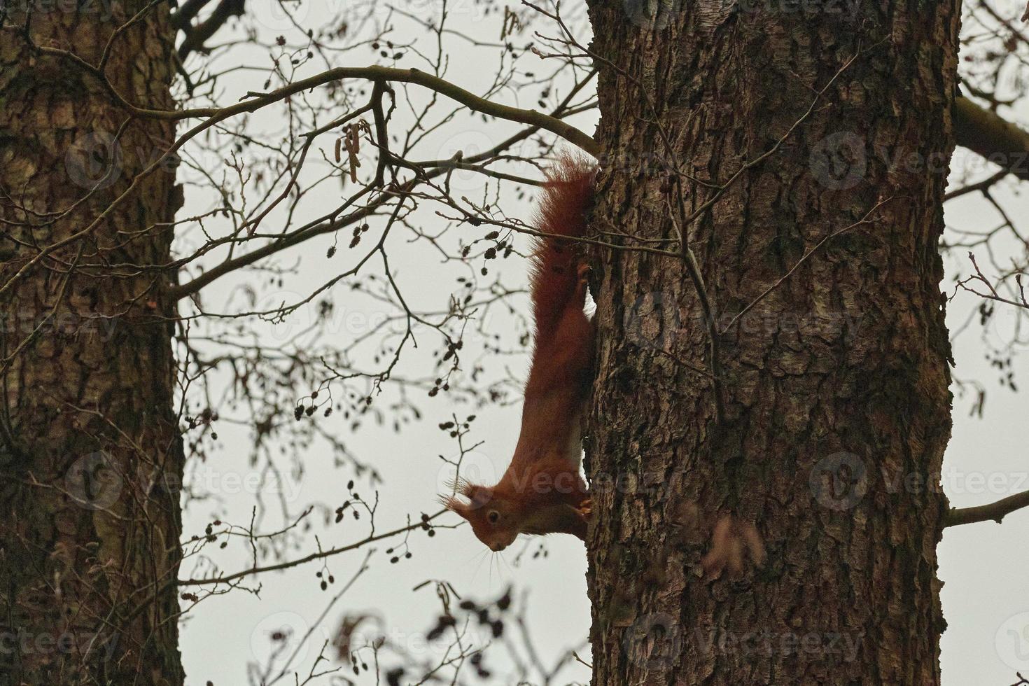 One red squirrel climbs on an oak tree photo