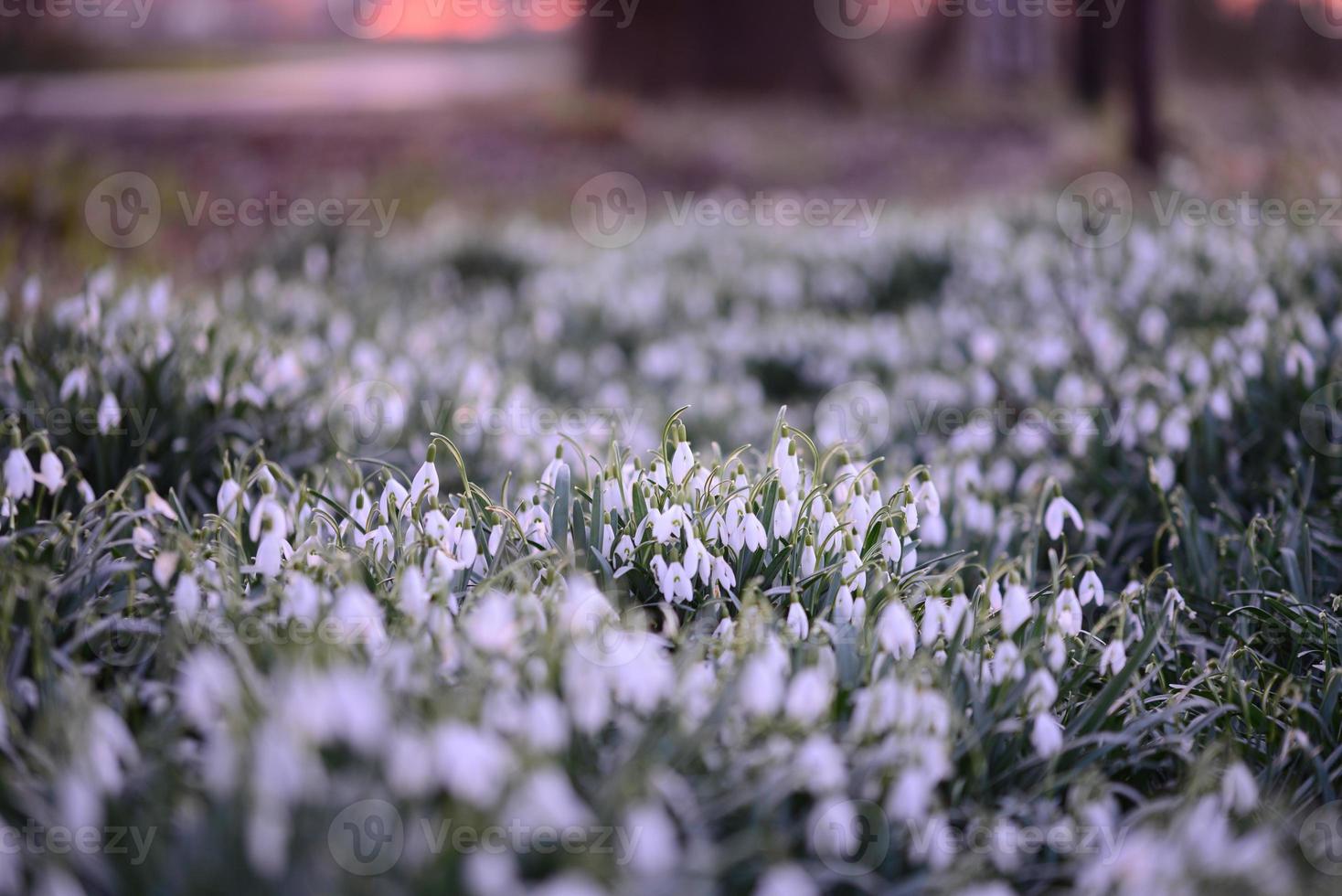 Snowdrop field - Galanthus - as a close up photo