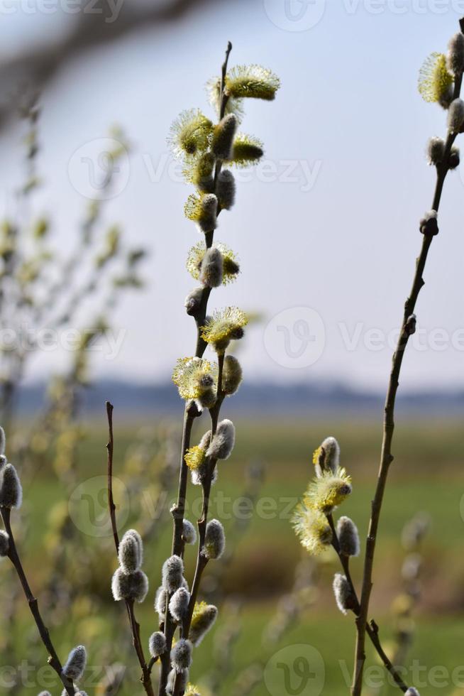 floración salix salicáceas en contra un borroso paisaje foto