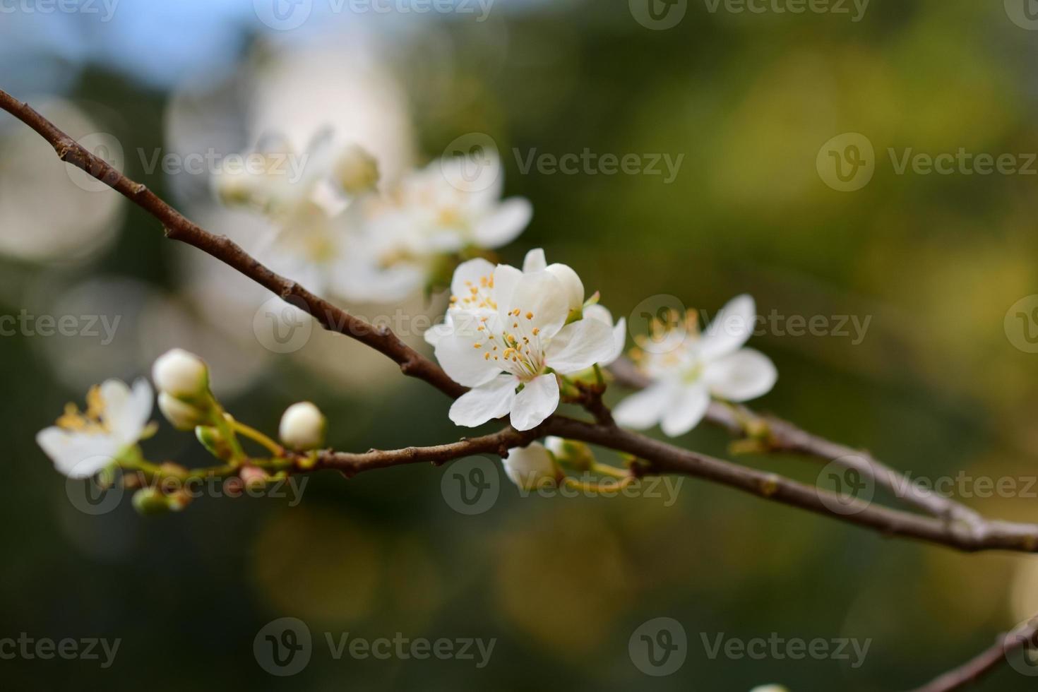 Close up of white blossoms against a brown and green blurred background photo