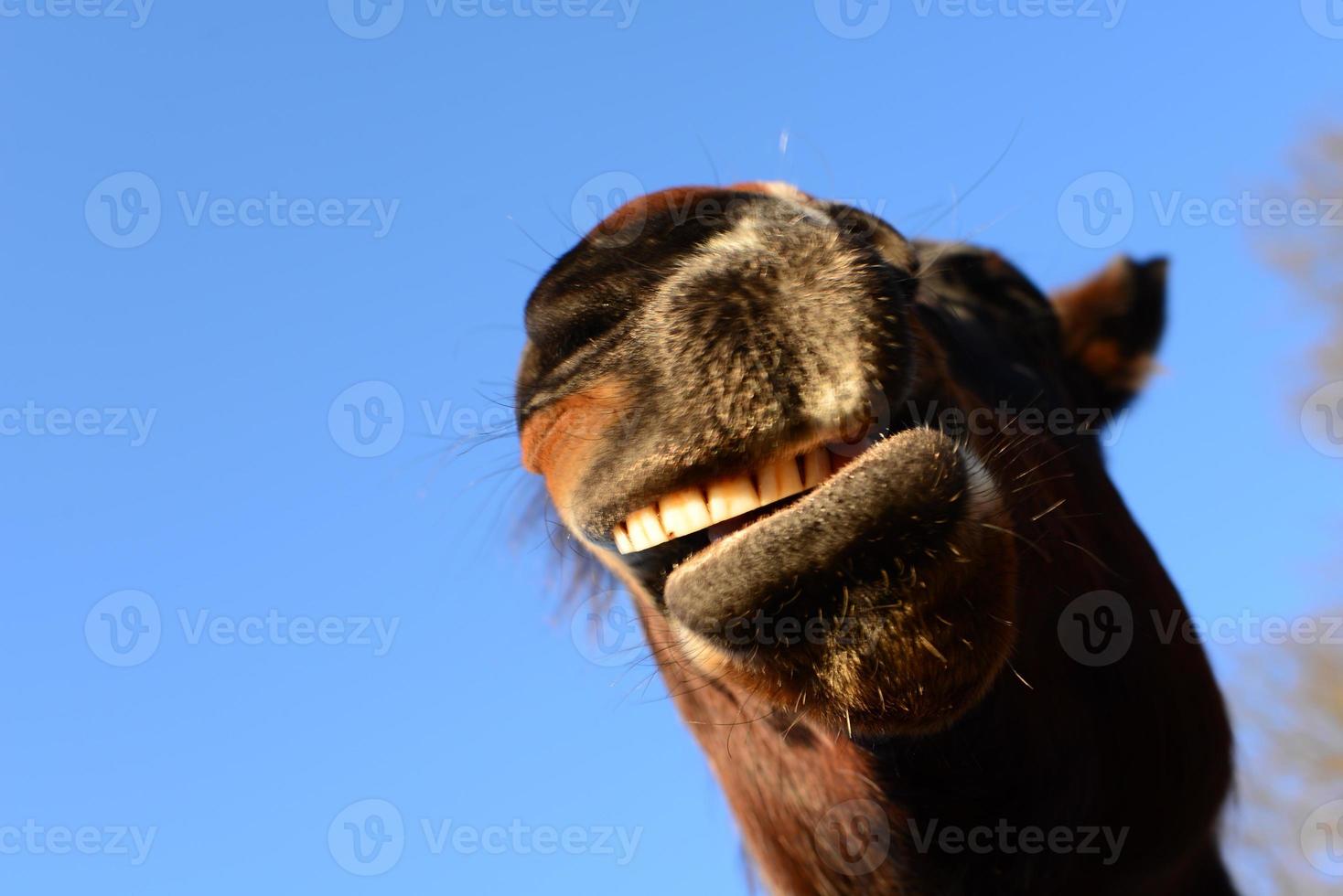 Open mouth of a brown horse as a close up from below photo