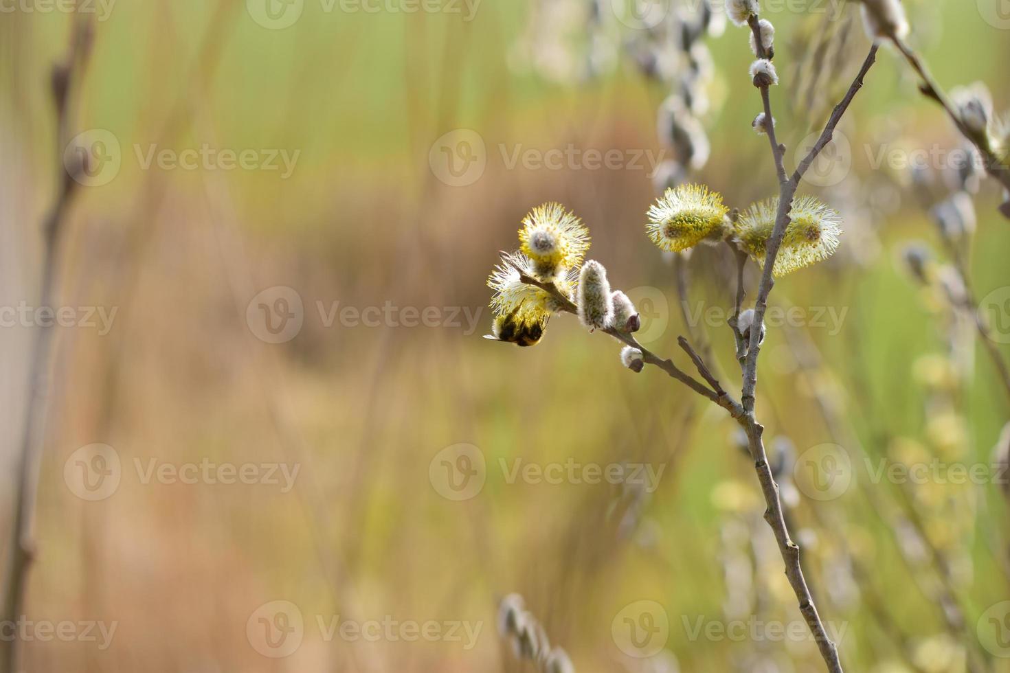 Bee on a flowering willow salicaceae against a blurred background photo