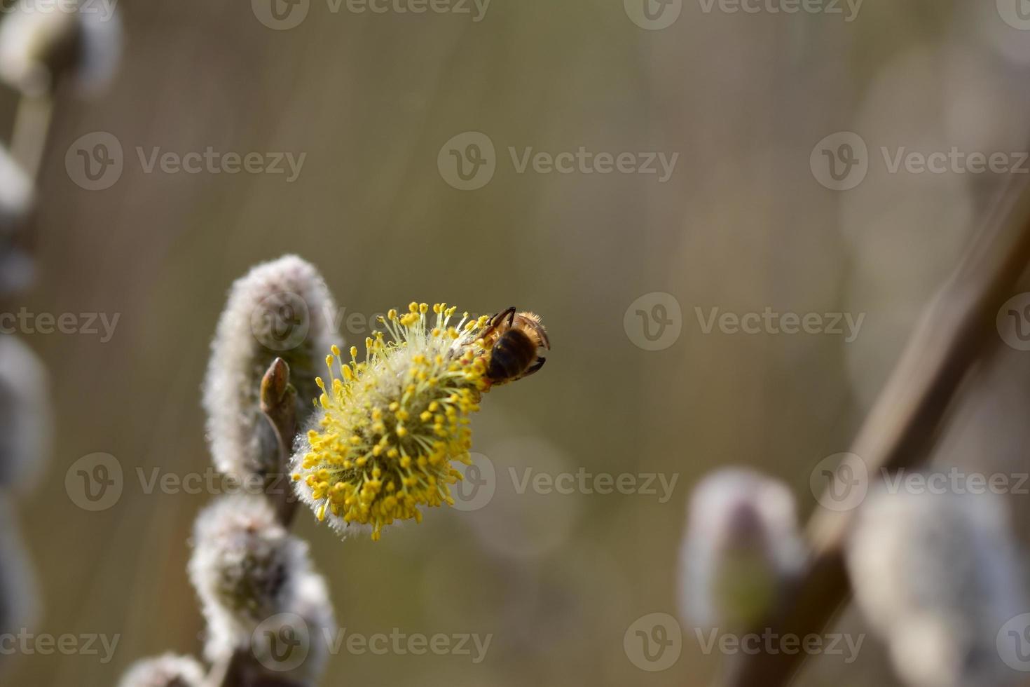 Bee on a flowering willow salicaceae against a blurred background photo