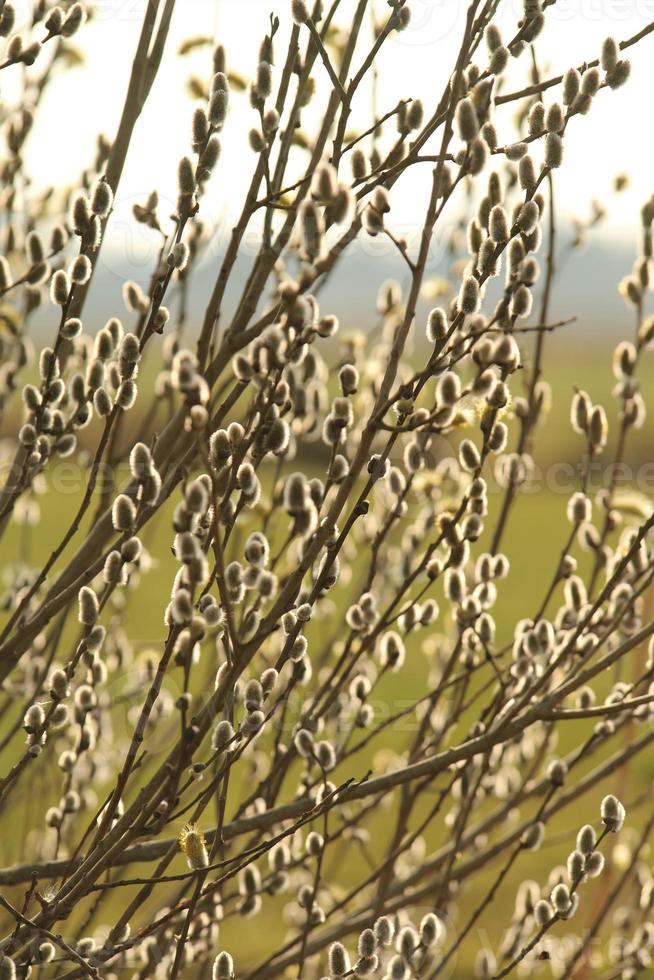 Flowering willow salix salicaceae as a closeup with a various of focuses photo