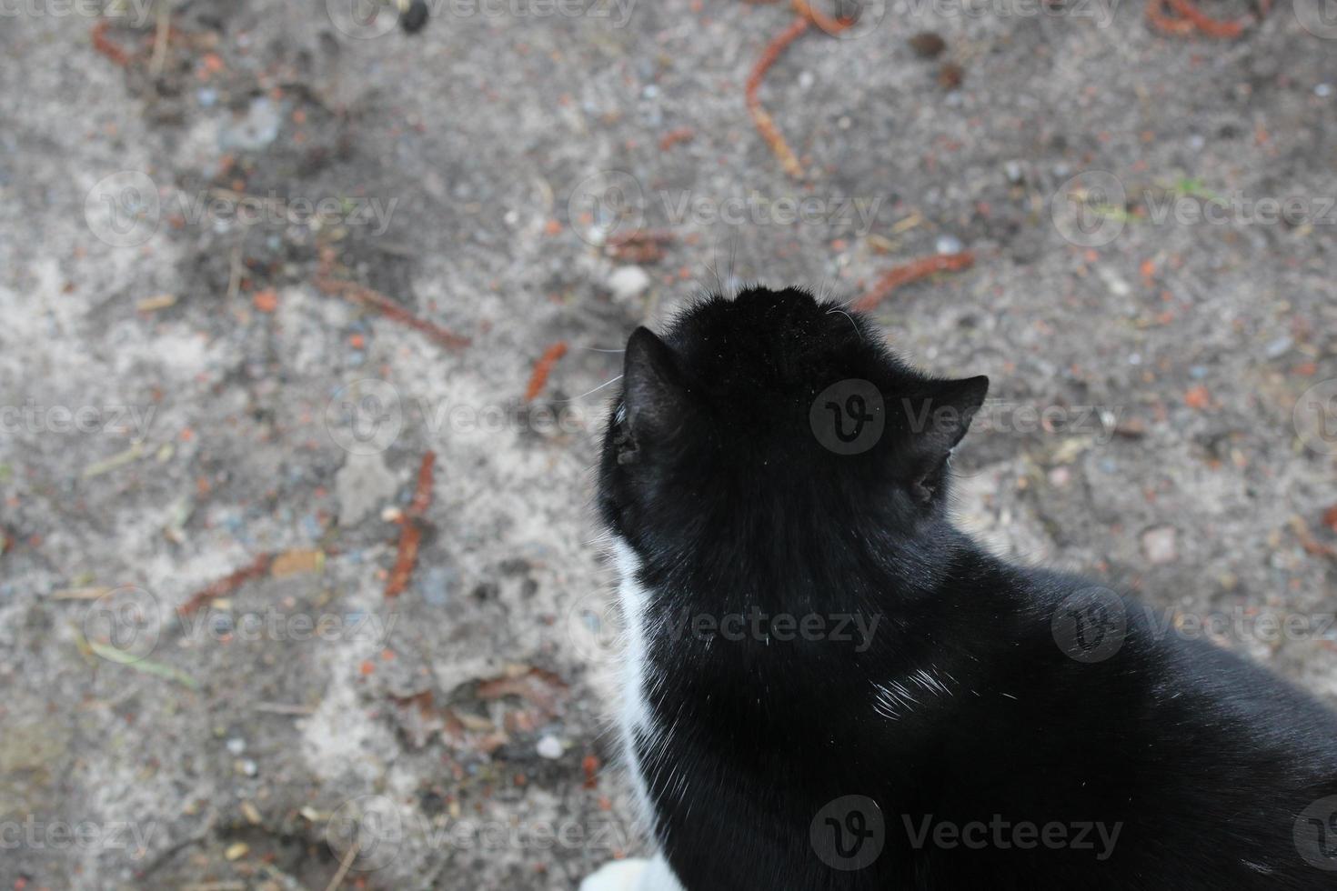 Black cat from aboveagainst a grey undersoil photo