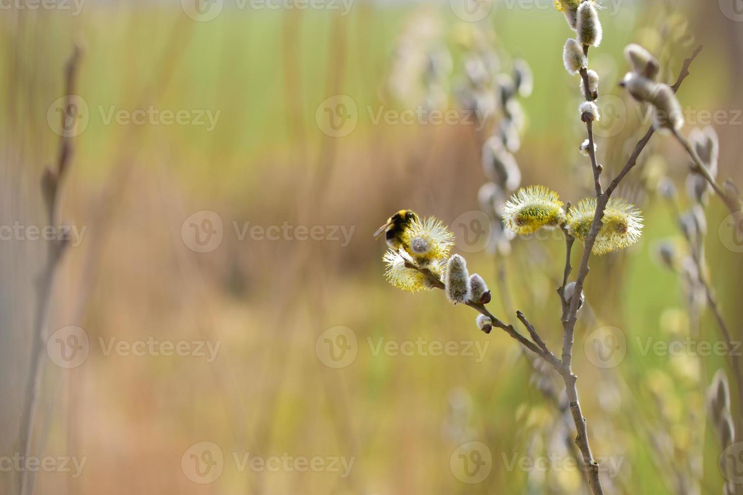 Bee on a flowering willow salicaceae against a blurred background photo