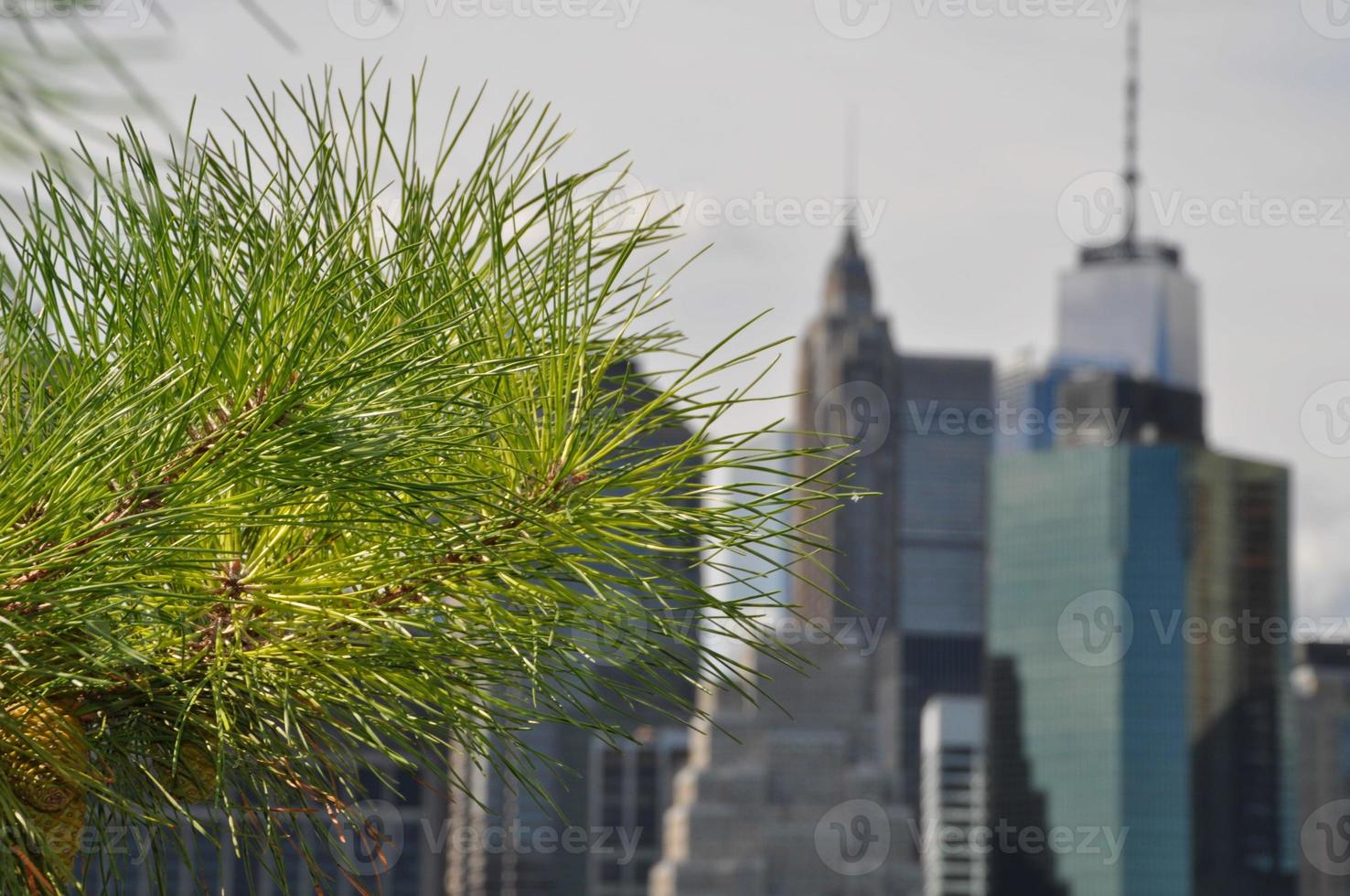 Manhattan behind a pine branch photo