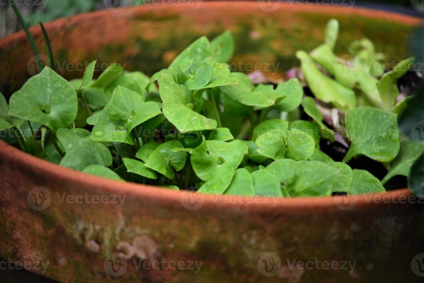Portulak in a big flowerpot as a close up photo