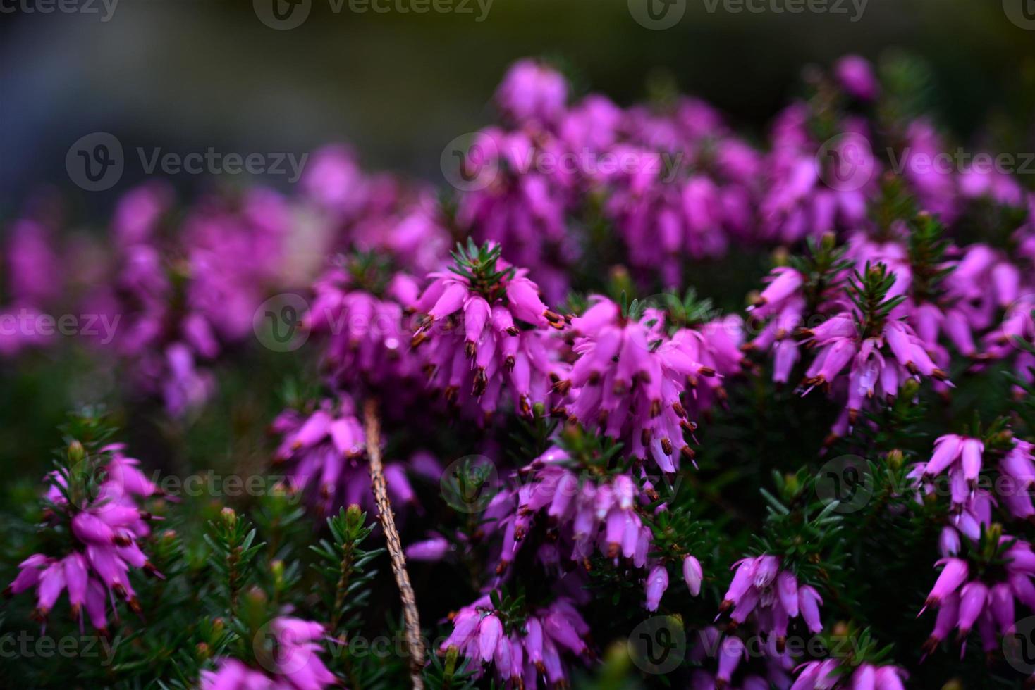 Purple snow heath - erica-as a close up photo