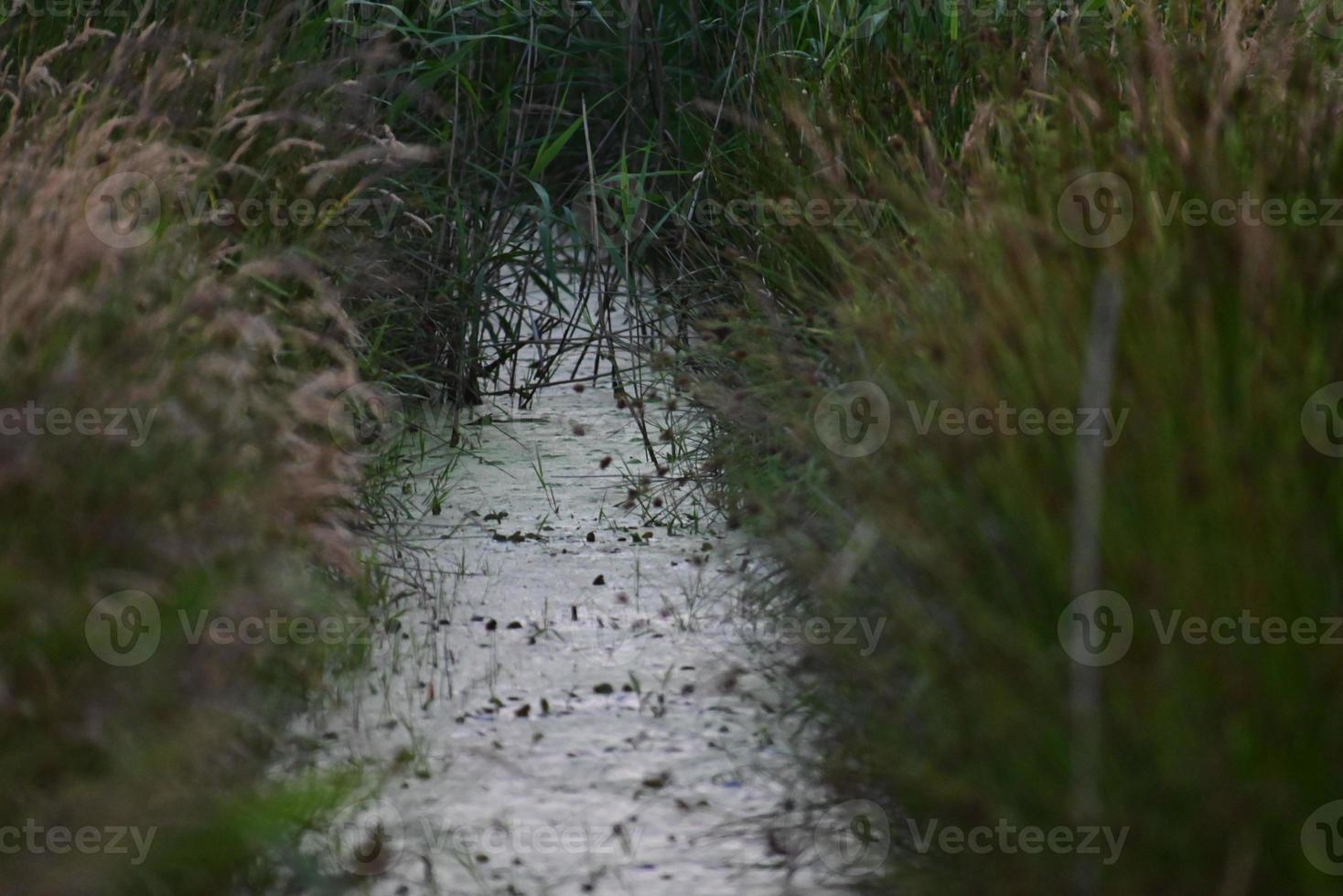 Little streamlet between meadows with greens at the side photo