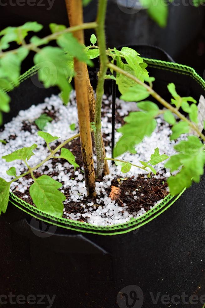 Hail around a tomatoplant in a flowerpot photo