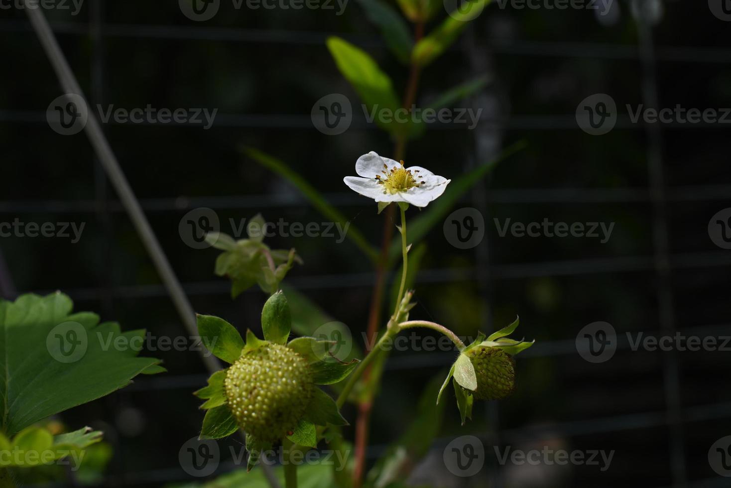 Blooming strawberries turning from blossoms to berries as a closeup photo