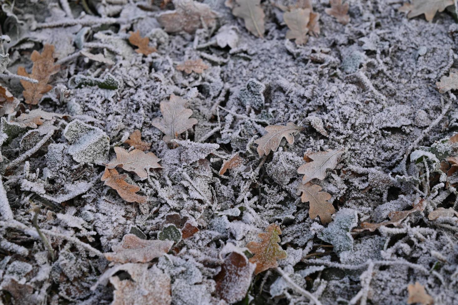 Frozen brown leaves on the forest floor, photo