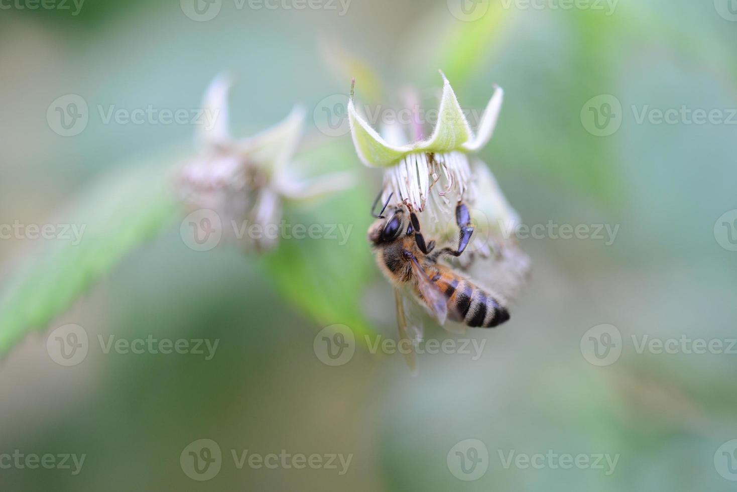 Unripe rashberry on the bush and a bee as a closeup against a blurred background photo