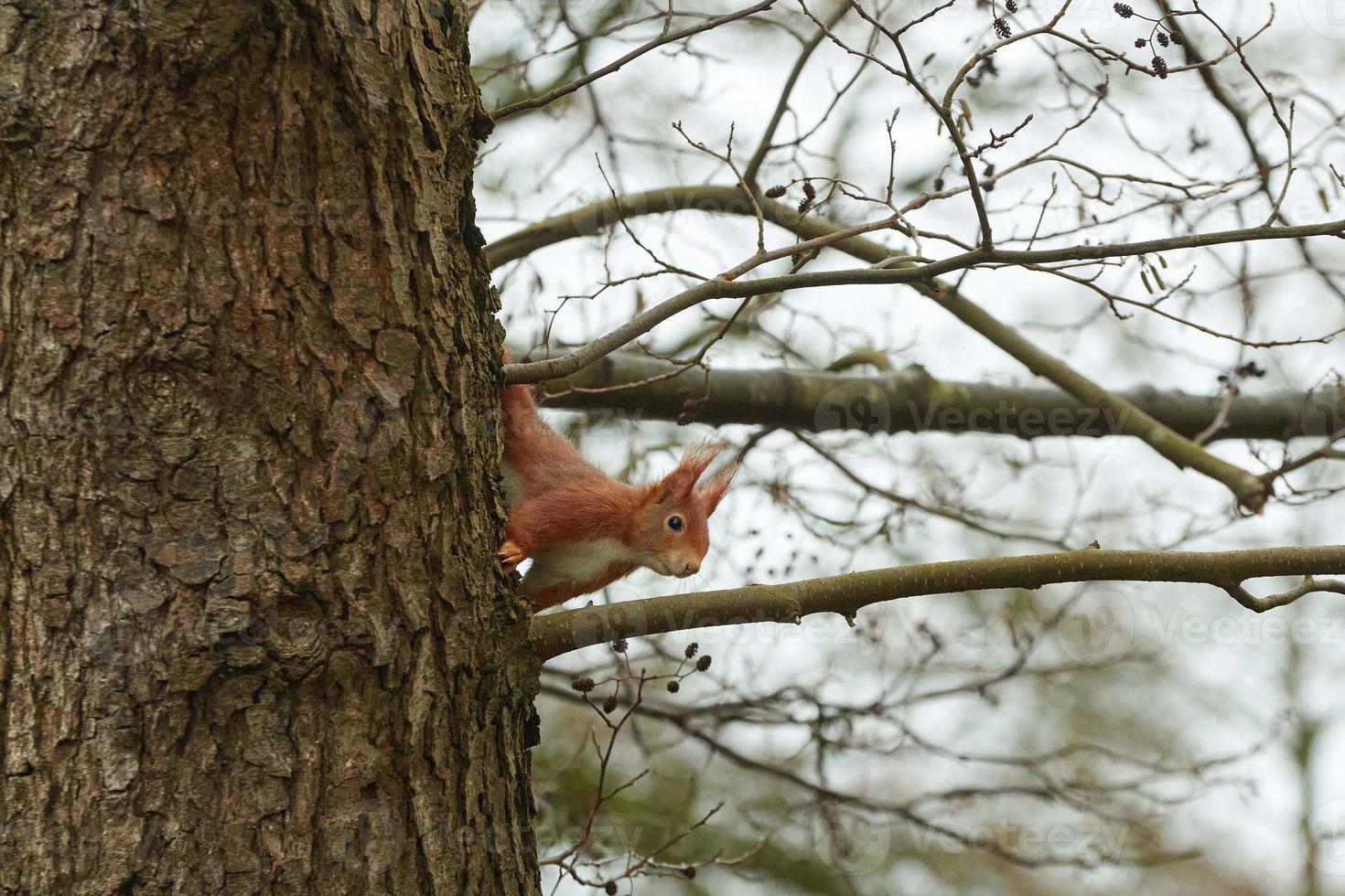 One red squirrel climbs on an oak tree photo