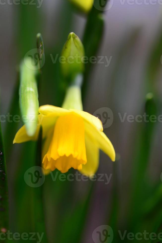 Yellow daffodil blossom as a close up photo