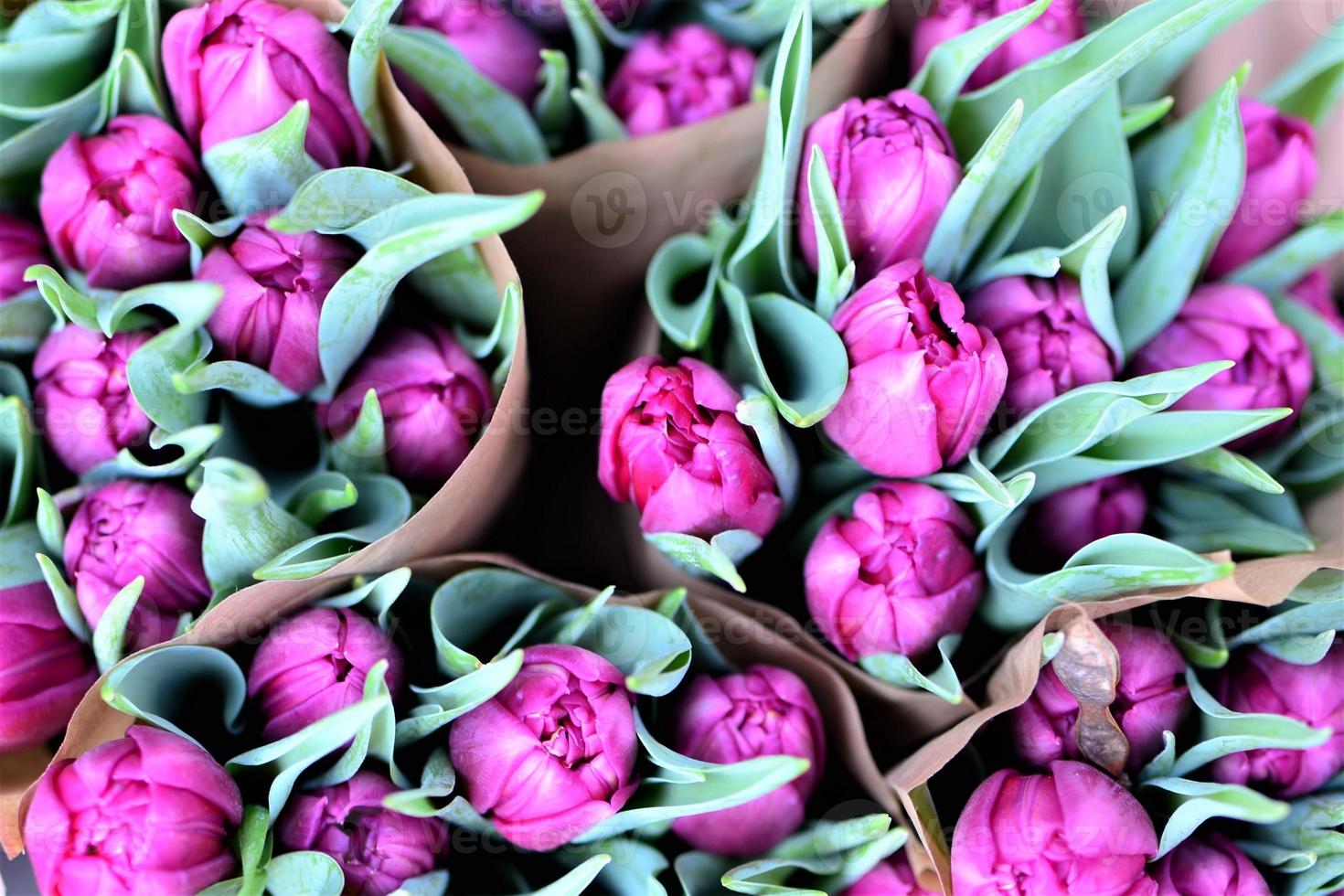 Close up of purple tulips from above photo