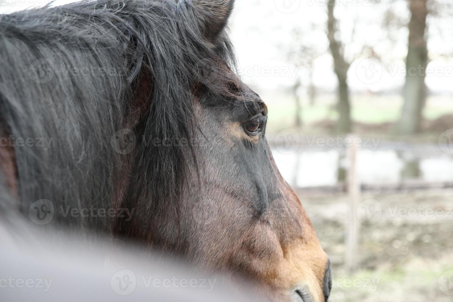 cabeza de un marrón caballo desde detrás foto