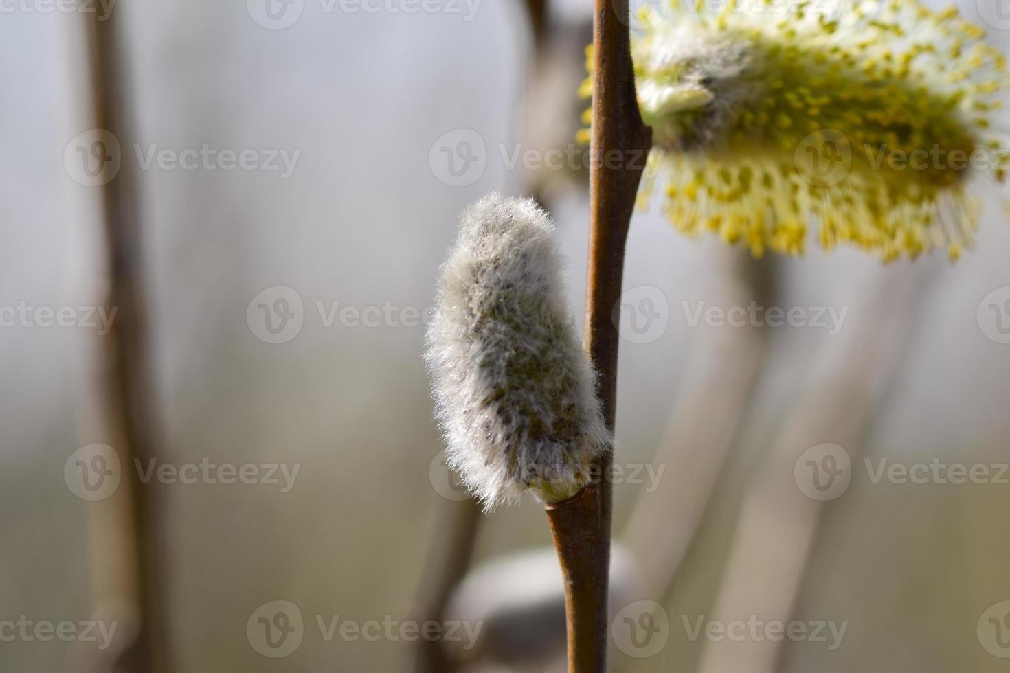 Flowering willow salix salicaceae against a blurred background photo
