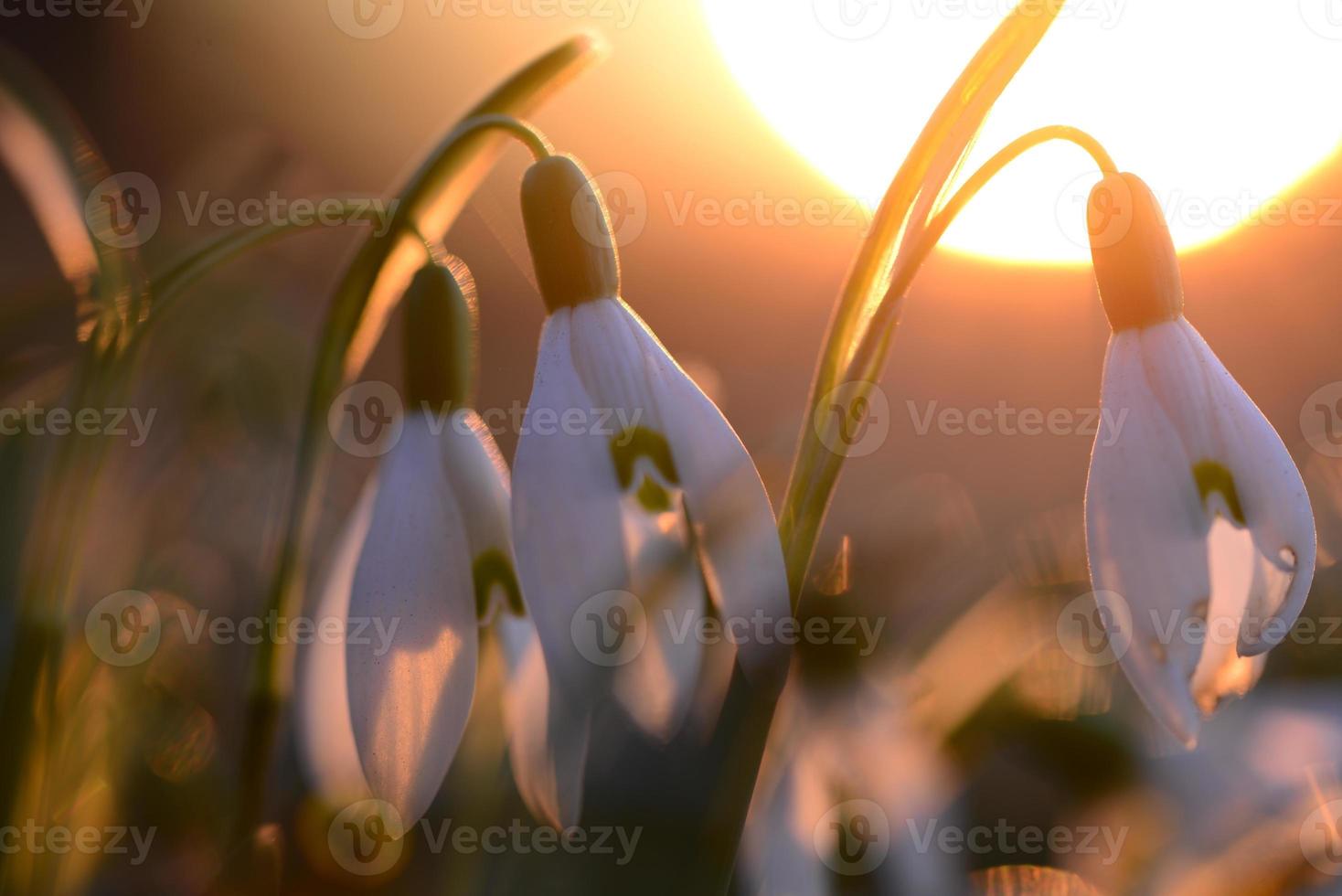 Snowdrops - Galanthus - against a beautyful sunset as a close up photo