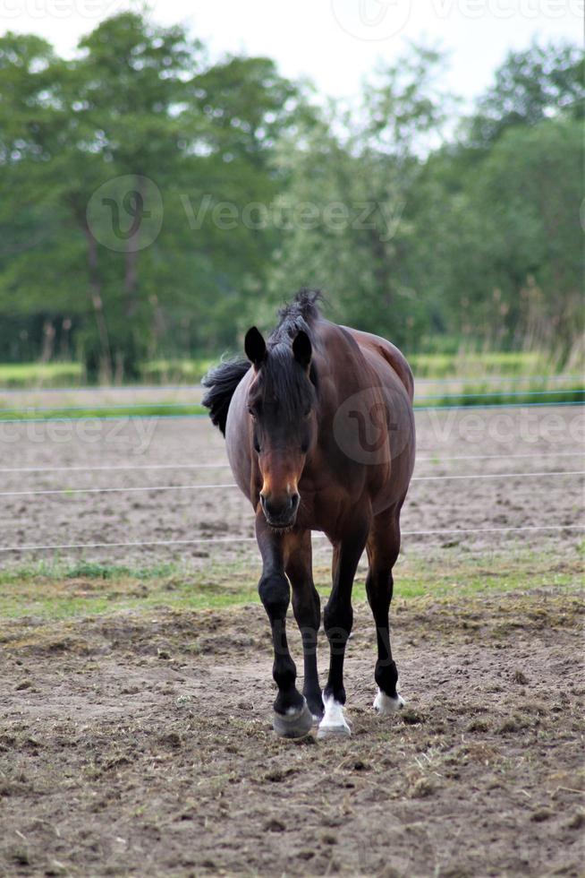 marrón caballo caminando en un arenoso paddock foto