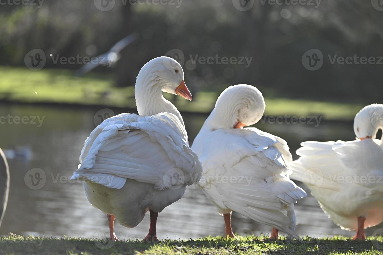 White geese grooming their feathers in the park photo