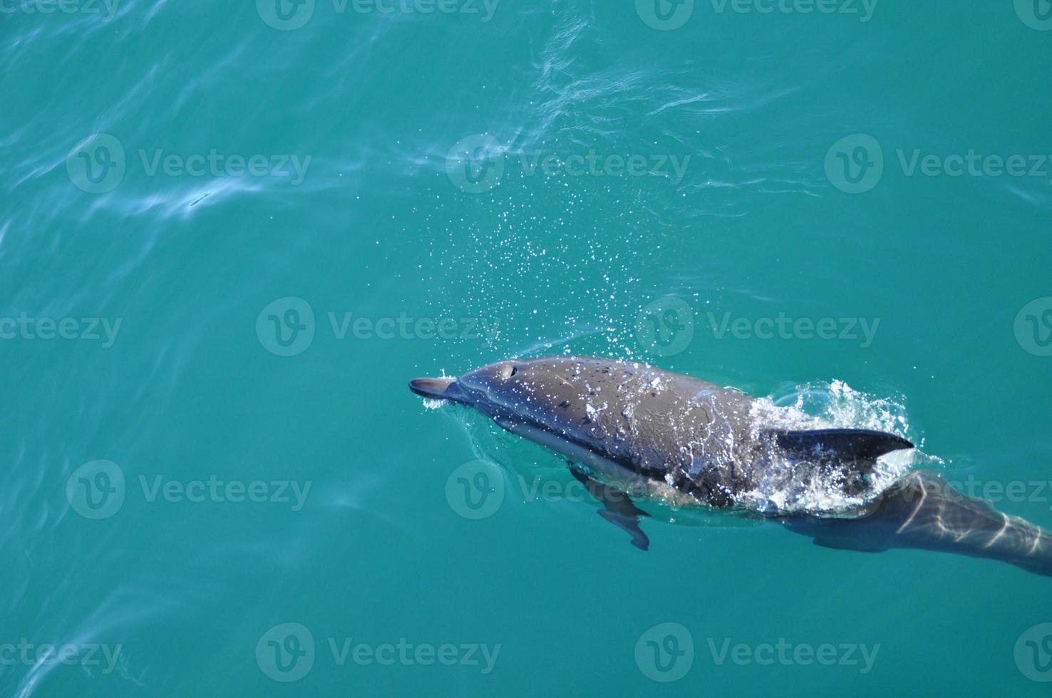 Dolphin off the coast of Hermanus photo