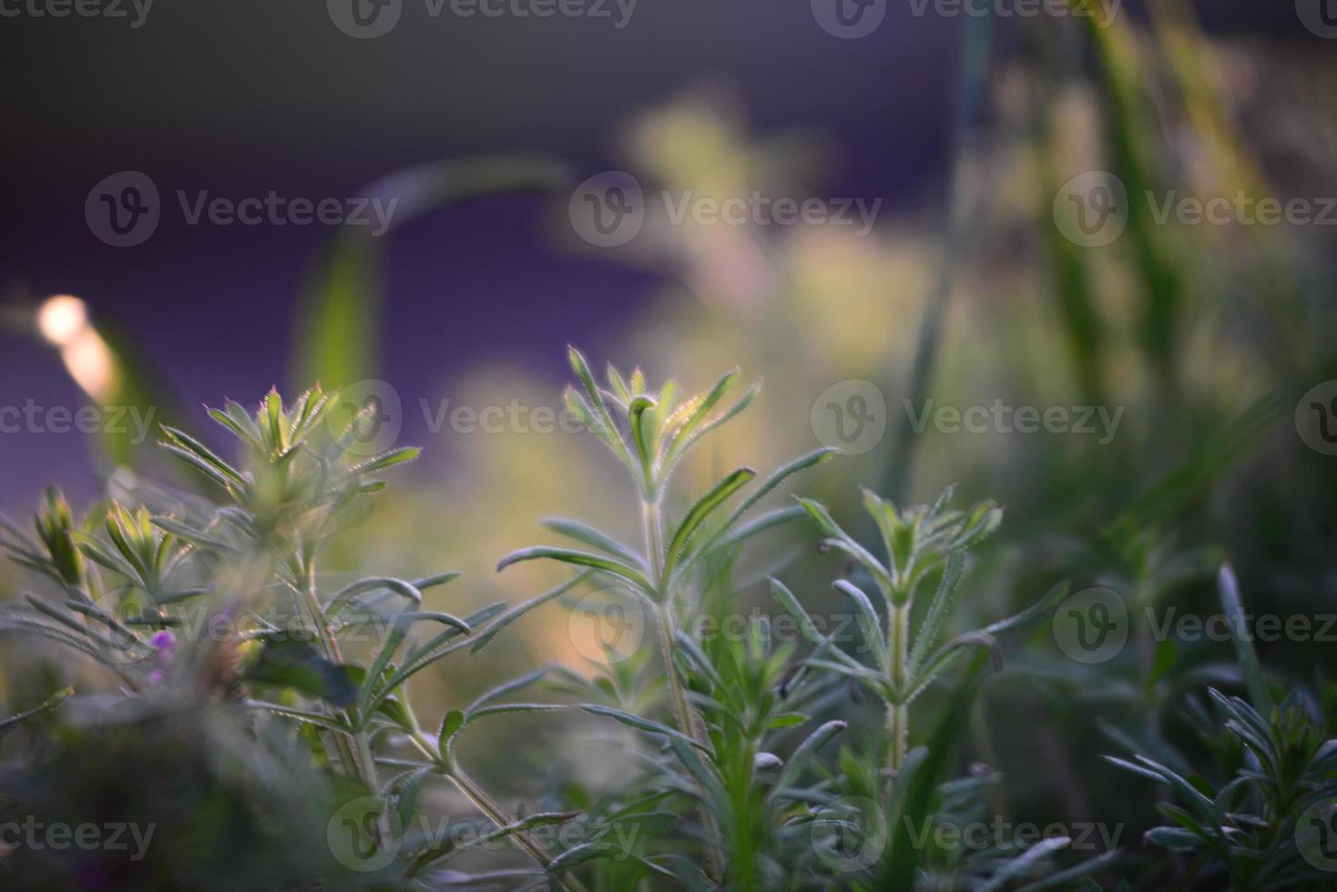 Galiume aparine and deaf nettle in backlight at sunset photo