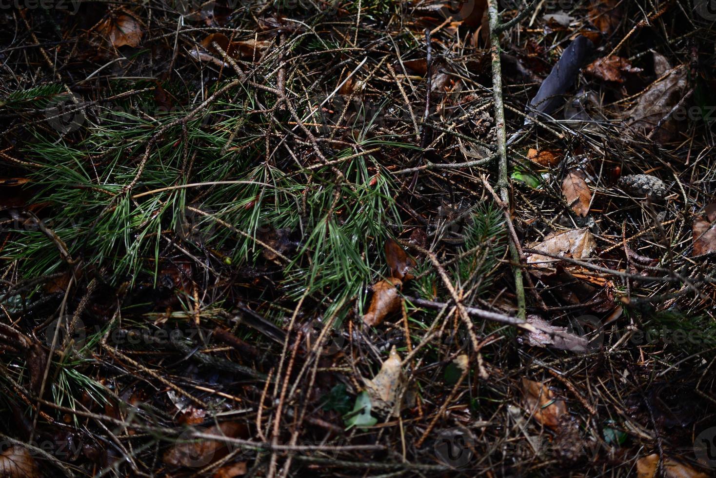Wet forest floor with pine needles as a close up photo