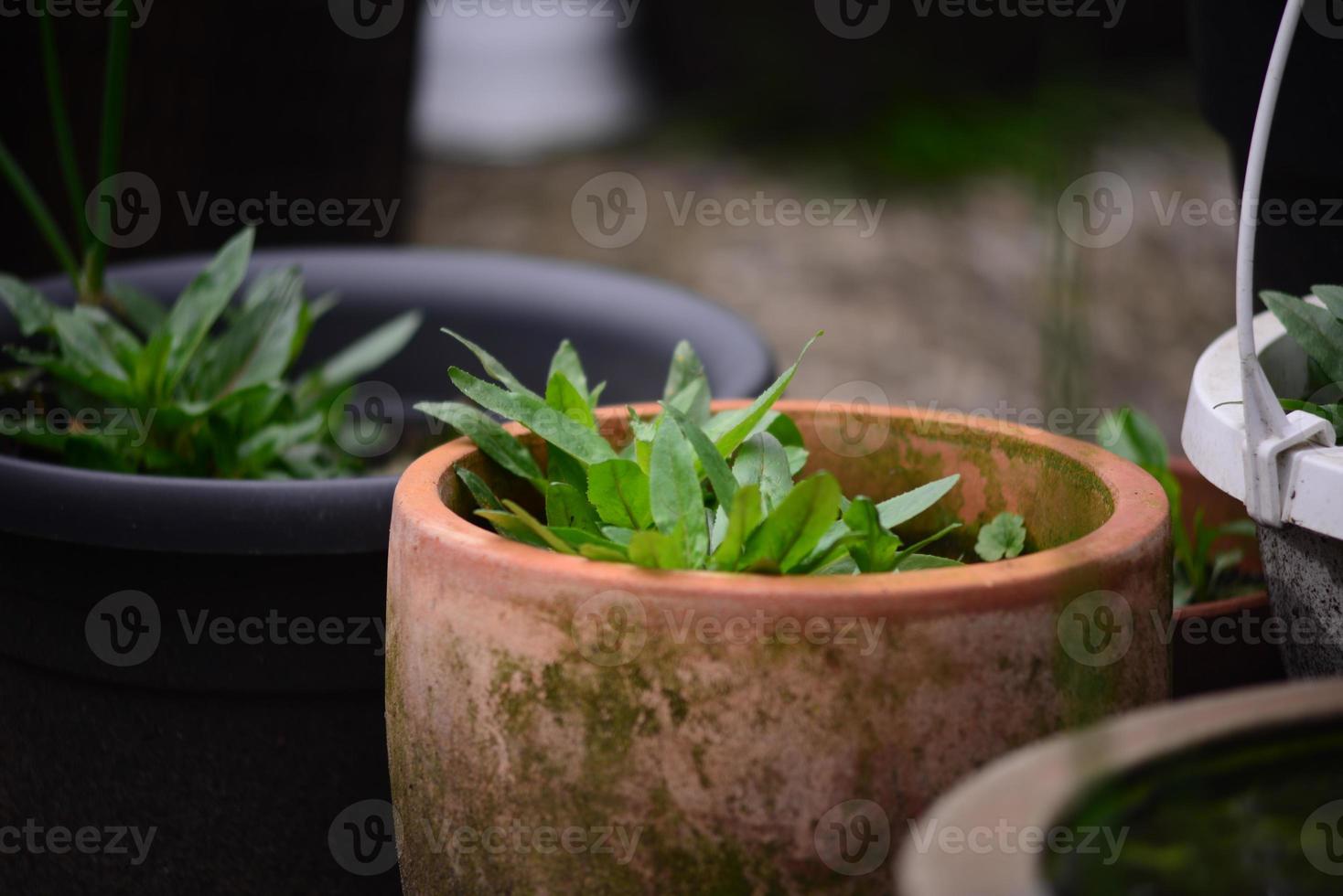 Old Flowerpots with weed on a rainy day as closeup photo
