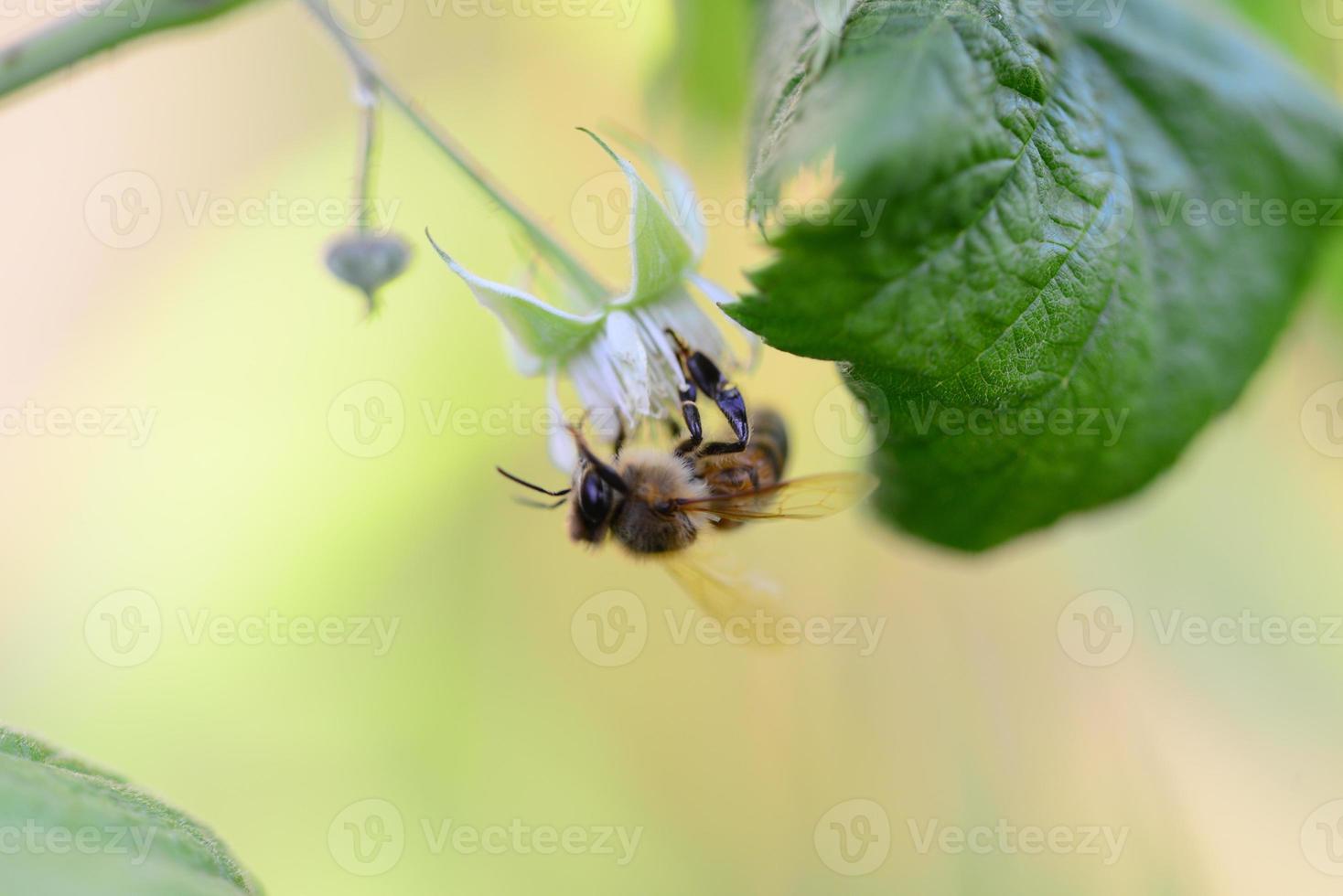 Unripe rashberry on the bush and a bee as a closeup against a blurred background photo