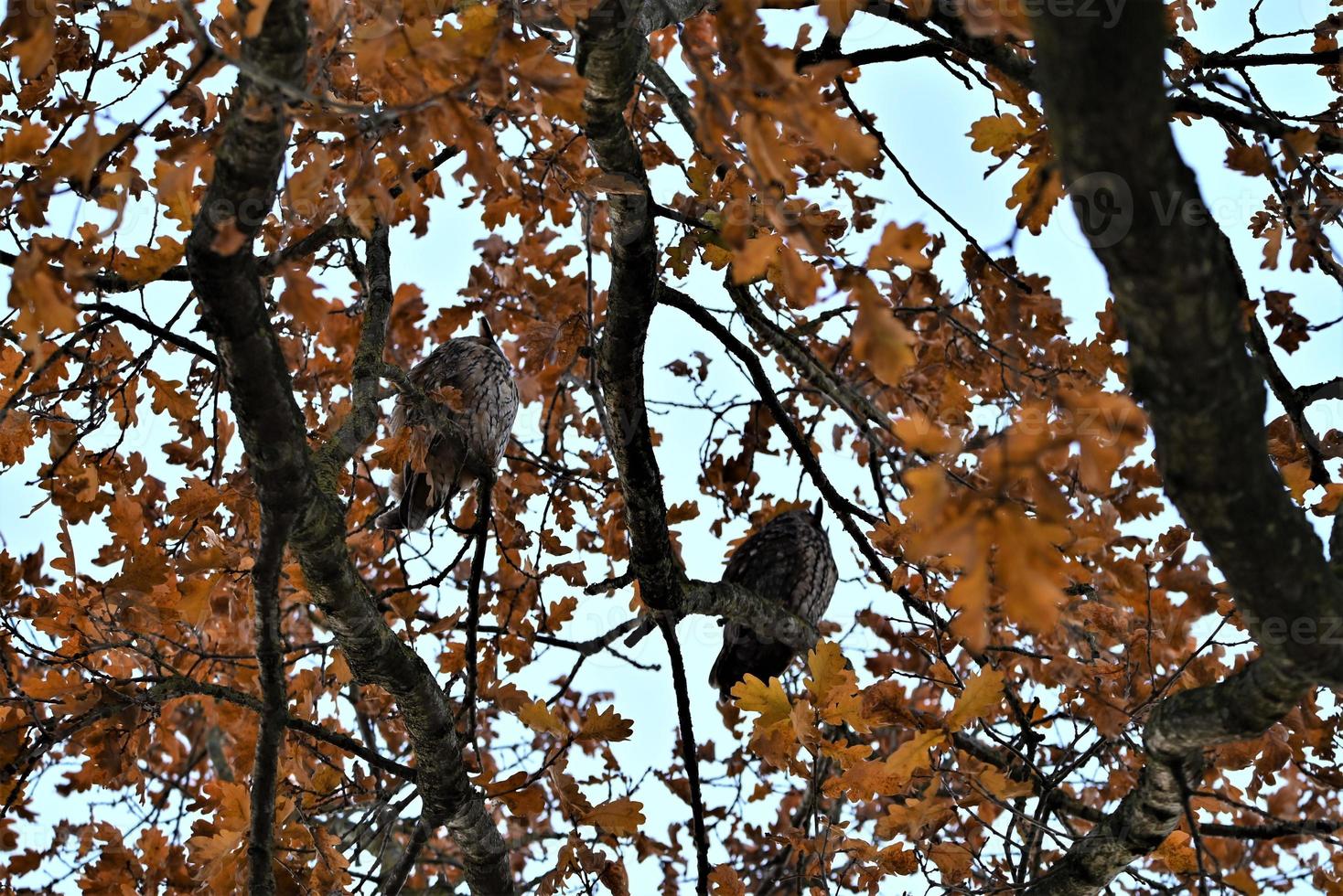 Two long eared owls in an oak tree photo
