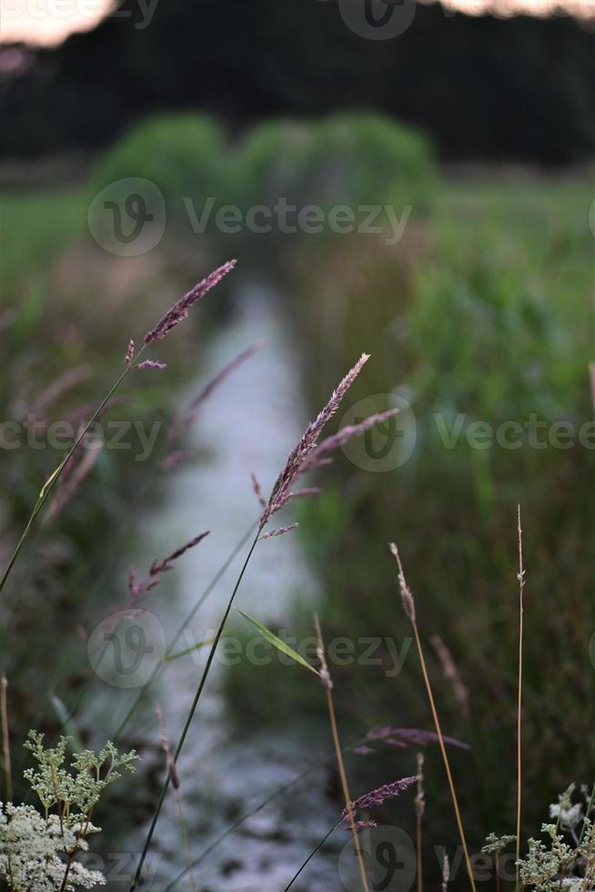 Little streamlet between meadows with greens at the side photo