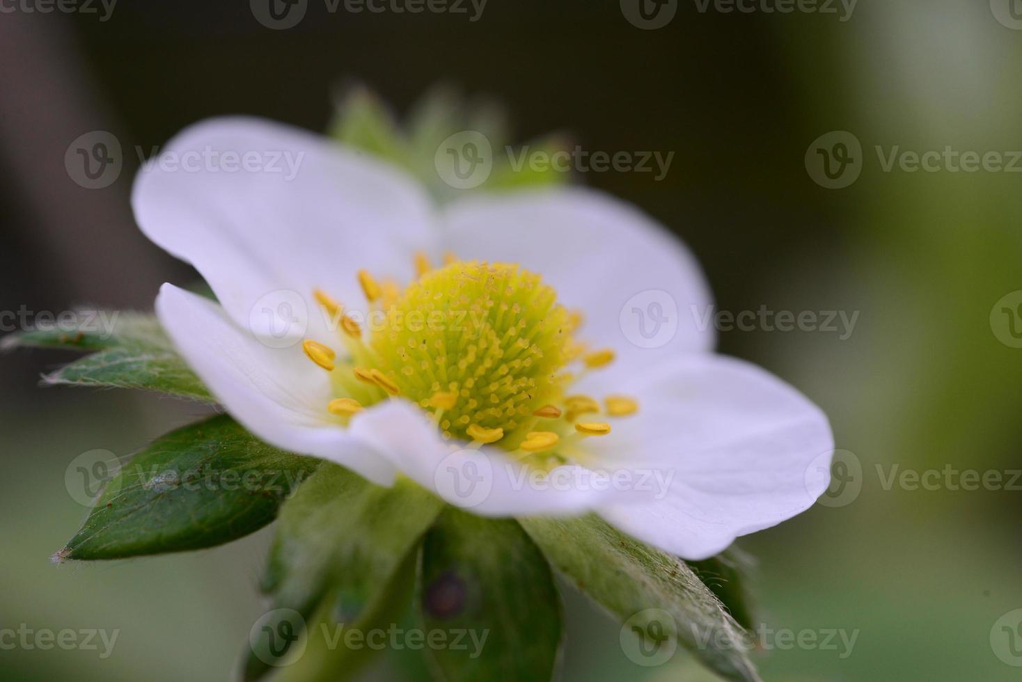 Blooming strawberries turning from blossoms to berries as a closeup photo