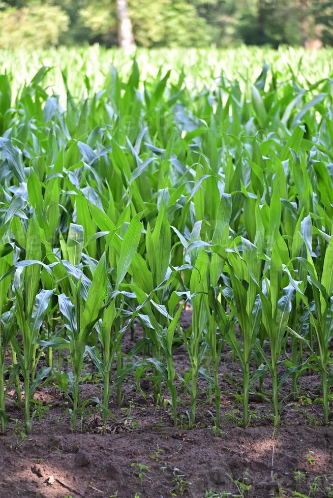 Cornfield with growing plants surrounded by trees photo