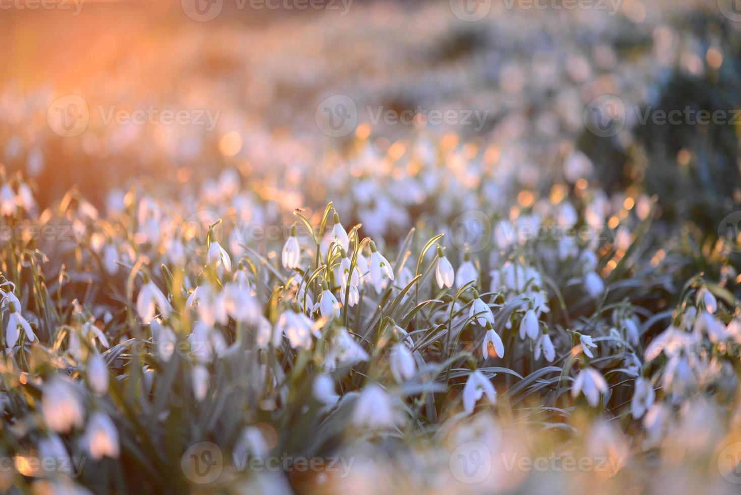 Snowdrop field - Galanthus - against a beautyful sunset photo