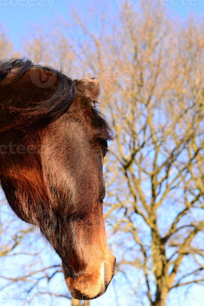 A brown horses head as a close up from below photo