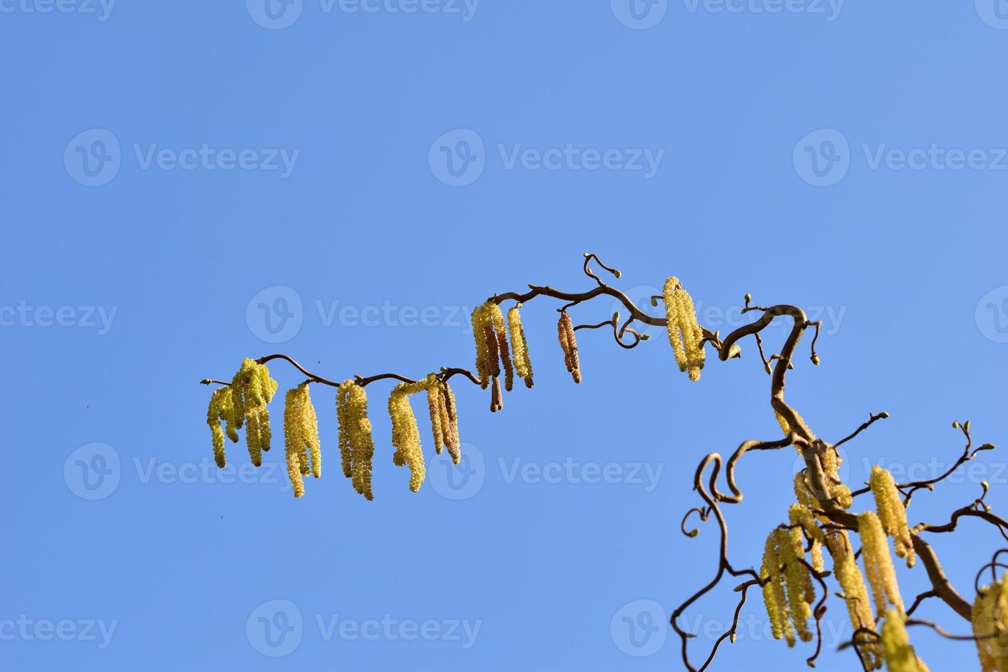 Blooming hazelnut tree from below against a blue sky photo