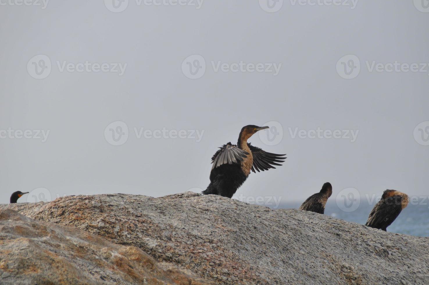 some cormorants on a rock photo