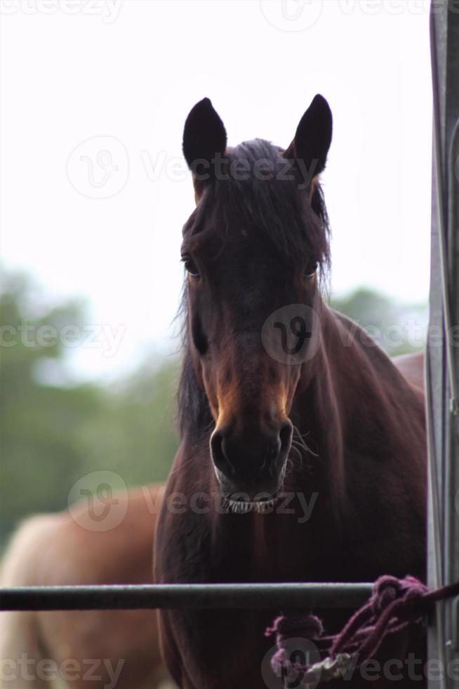 Portrait of a brown horse standing on a sandy paddock photo