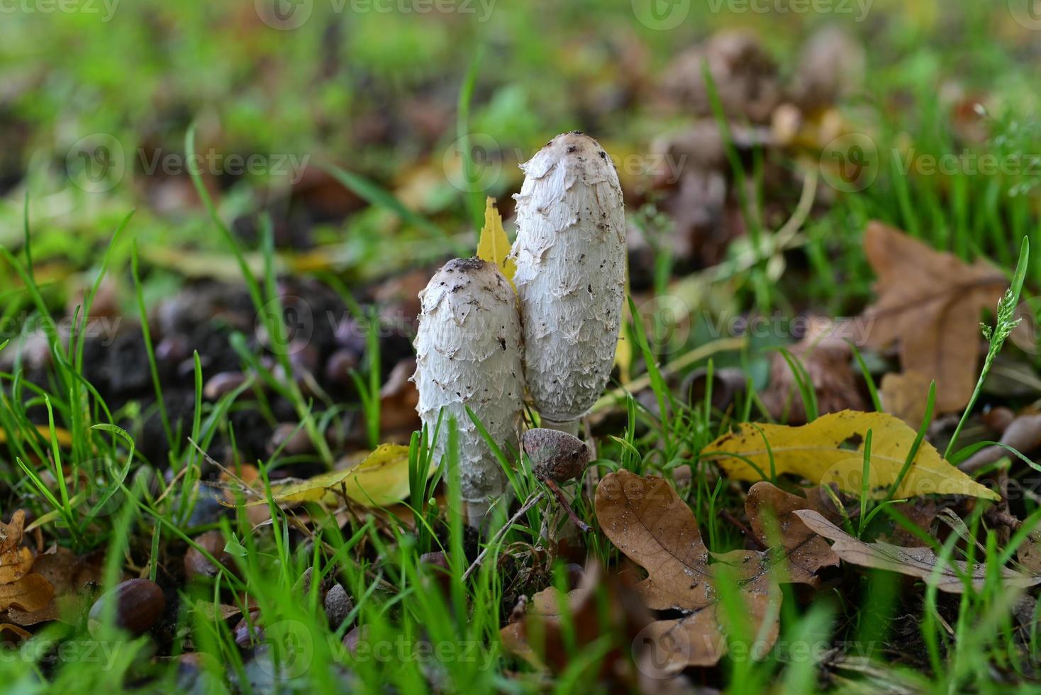 White mashrooms at the edge of the field photo