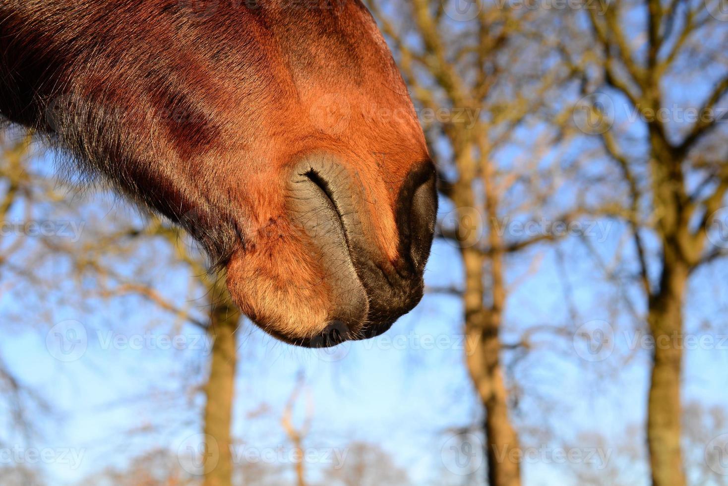 The mouth of a brown horse as a close up photo