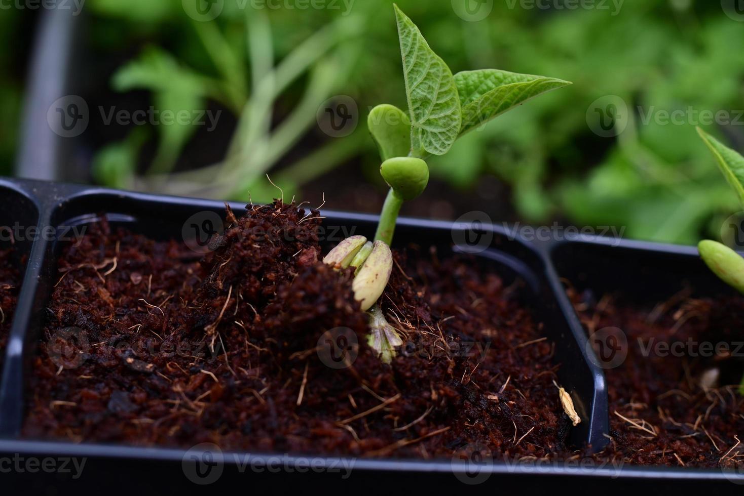 Green bean sprouts as a close up photo