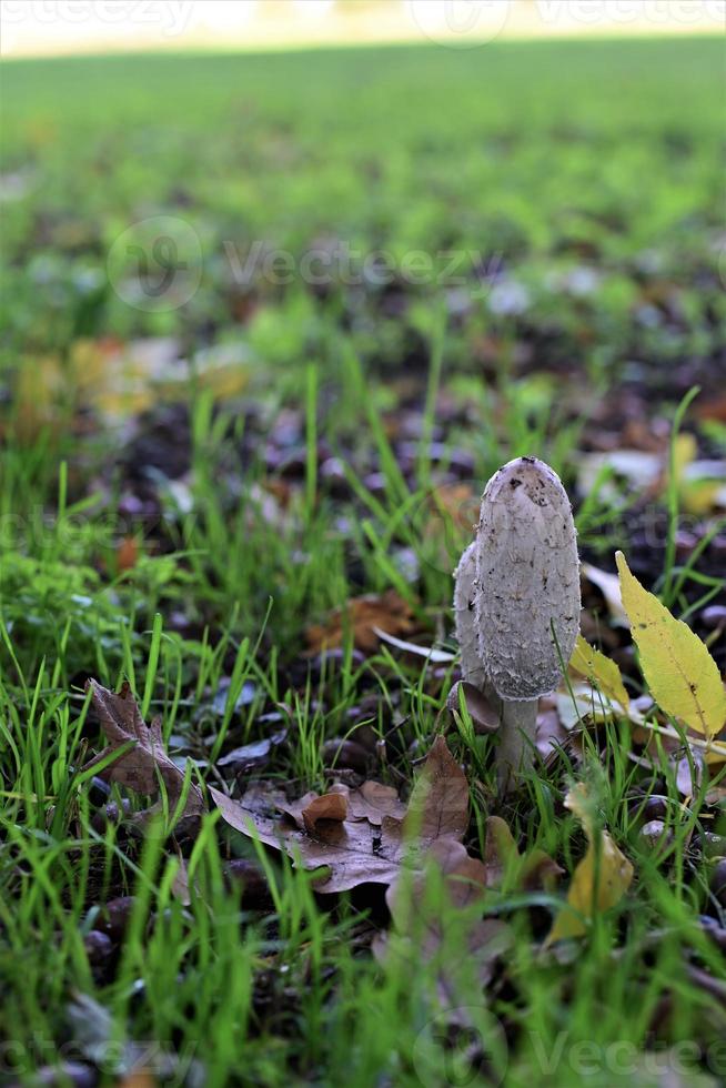 White mashrooms at the edge of the field photo